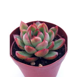 ▇育成管理中につき一時出品停止「スプレンダー」☆カクトロコさん苗 抜き苗★札つき Cacto-Loco - Yahoo!ショッピング