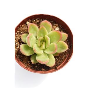 花の相府連の詳細画像1