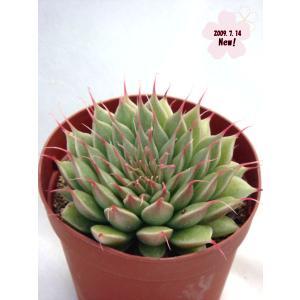 Cacto-Loco - Yahoo!ショッピング