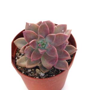 天錦章 : Cacto-Loco - 通販 - Yahoo!ショッピング