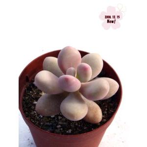 ピーチプリデ : Cacto-Loco - 通販 - Yahoo!ショッピング