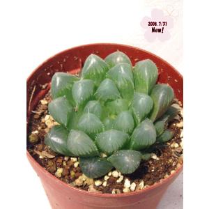 大型オブツーサ