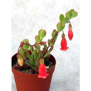 Cacto-Loco - Yahoo!ショッピング