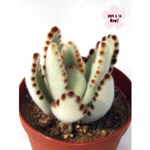 多肉植物　スミクロスティグマ　桜竜　発根済み 多肉植物 スミクロスティグマ 桜竜 発根済み スミクロスティグマ 桜竜