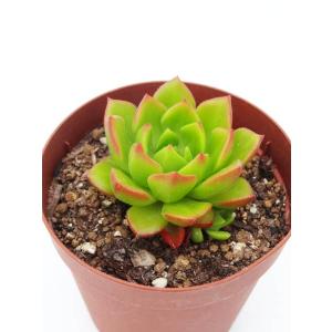 スミクロスティグマ属 桜 竜 : Cacto-Loco - 通販 - Yahoo!ショッピング