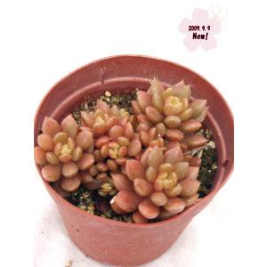 天 竺の商品画像