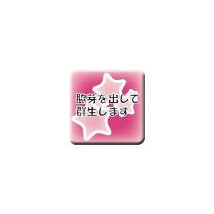 天 竺の詳細画像5