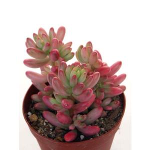 Cacto-Loco - Yahoo!ショッピング