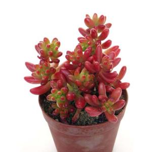 ▇育成管理中につき一時出品停止「スプレンダー」☆カクトロコさん苗 抜き苗★札つき Cacto-Loco - Yahoo!ショッピング