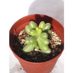 月の王子錦 : Cacto-Loco - 通販 - Yahoo!ショッピング