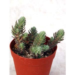 シルバーペットの商品画像