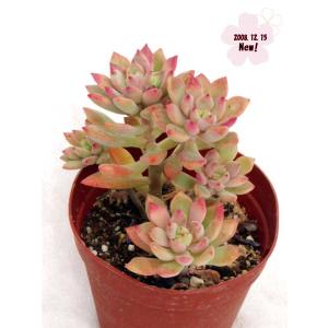 Cacto-Loco - Yahoo!ショッピング