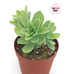 ピーチプリデ : Cacto-Loco - 通販 - Yahoo!ショッピング