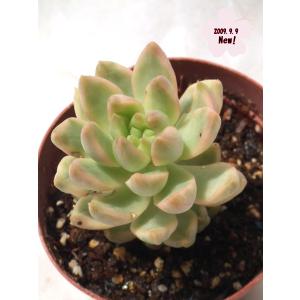 姫秋麗 : Cacto-Loco - 通販 - Yahoo!ショッピング