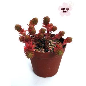 Cacto-Loco - Yahoo!ショッピング