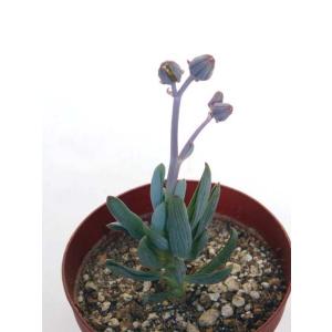 天錦章 : Cacto-Loco - 通販 - Yahoo!ショッピング