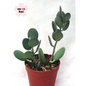 天錦章 : Cacto-Loco - 通販 - Yahoo!ショッピング