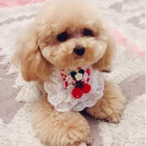 バンダナ 柄 犬服 アクセサリー の商品一覧 犬用品 ペット用品 生き物 通販 Yahoo ショッピング