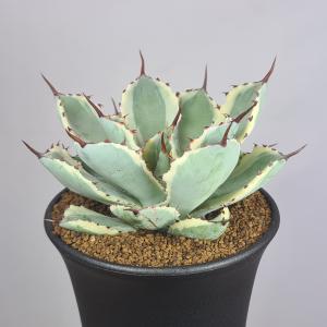 アガベ　クリームスパイス　　1鉢　　人気のかわいい斑入り　　メリコ錦　　　 Agave applanata 'Cream Spike' アガベ メリコ錦(クリームスパイク