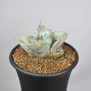 サボテン：アリオカルプス 亀甲牡丹 ヒントニー 実生*幅3.5cm