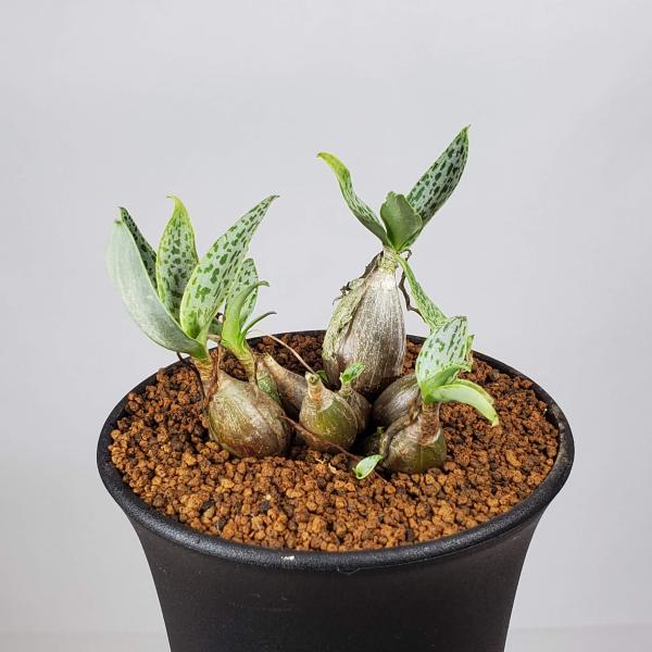 レデボウリア・ソシアリス 'モトルドグリーン' Blaukranz River Pass 9cm鉢