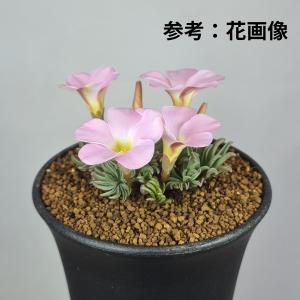 オキザリス・フラバ 'Pink' 9cm鉢