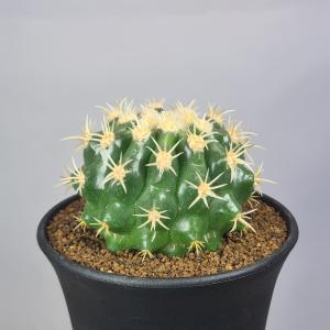 エキノカクタス・グルソニー 短刺金鯱 9cm鉢｜cactusosada