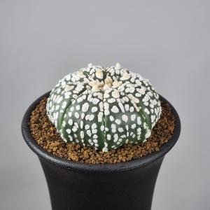 マミラリア・デュエイ 9cm鉢 : カクタス長田 Yahoo!ショッピング店