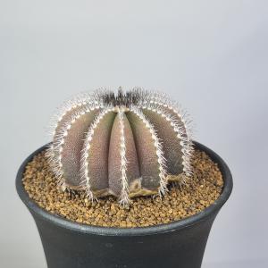 ユーベルマニア・ペクチニフェラ  9cm鉢｜cactusosada