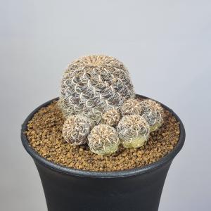 スルコレブチア・クリスパータ VZ054a 【9cm鉢】