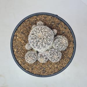 スルコレブチア・クリスパータ VZ054a 【...の詳細画像1