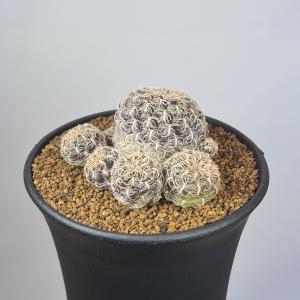 スルコレブチア・クリスパータ VZ054a 【...の詳細画像2