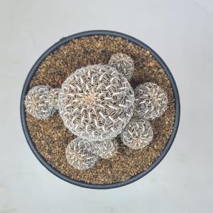 スルコレブチア・クリスパータ VZ054a 【...の詳細画像3