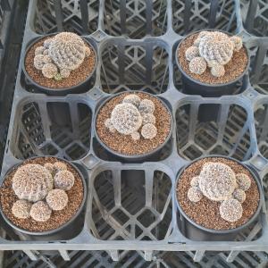 スルコレブチア・クリスパータ VZ054a 【...の詳細画像4