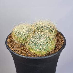 スルコレブチア・メントーサ変種 スウォボダエ PHA0185 【9cm鉢】