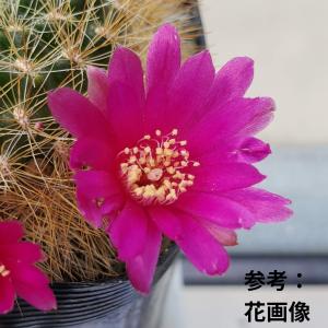 スルコレブチア・メントーサ変種 スウォボダエ ...の詳細画像5
