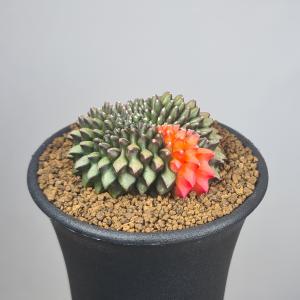 ギムノカリキウム・刺無牡丹玉錦綴化 7.5cm鉢の商品画像