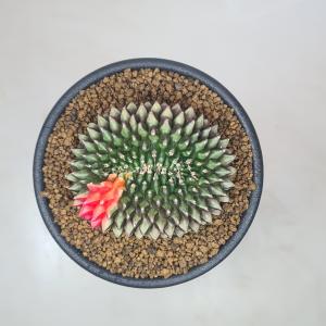 ギムノカリキウム・刺無牡丹玉錦綴化 7.5cm鉢の詳細画像1