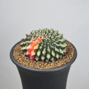 ギムノカリキウム・刺無牡丹玉錦綴化 7.5cm鉢の詳細画像2