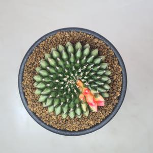 ギムノカリキウム・刺無牡丹玉錦綴化 7.5cm鉢の詳細画像3