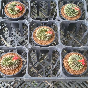 ギムノカリキウム・刺無牡丹玉錦綴化 7.5cm鉢の詳細画像4