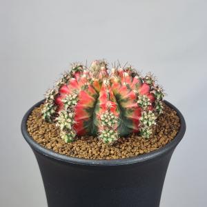 ギムノカリキウム・ムルチカラー (赤系A) 9cm鉢の商品画像
