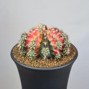 ギムノカリキウム・ムルチカラー (赤系A) 9cm鉢の詳細画像2