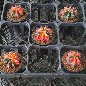 ギムノカリキウム・緋牡丹錦 (赤系) 7.5cm鉢の詳細画像4