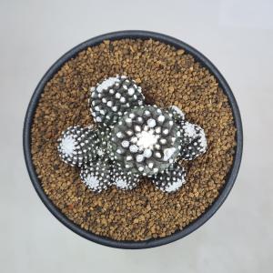 コピアポア・テヌイシマ 9cm鉢の詳細画像1