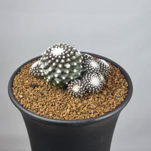 コピアポア・テヌイシマ 9cm鉢の詳細画像2