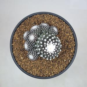 コピアポア・テヌイシマ 9cm鉢の詳細画像3