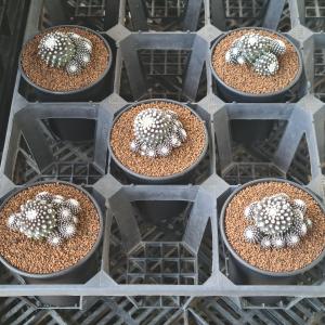 コピアポア・テヌイシマ 9cm鉢の詳細画像4