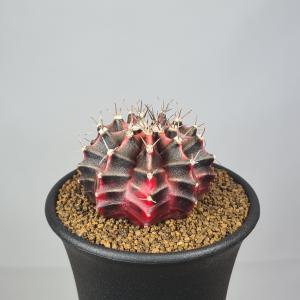 多肉植物：アガベ 氷山*幅5cm 現品！一品限り : 遊恵盆栽 Yahoo!店
