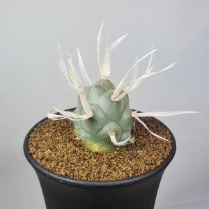 多肉植物：ハオルチア コレクタ錦*幅8cm 現品！一品限り : 遊恵盆栽